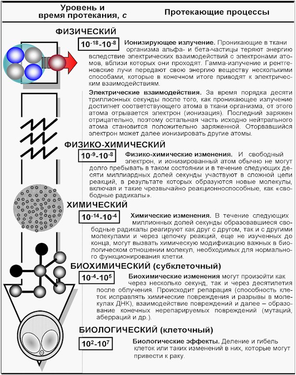 Ответы luchistii-sudak.ru: какой физический смысл распределения Максвела по энергиям?