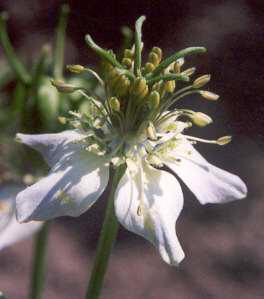 Nigella sativa: 'Black cumin' (onion seed) flower